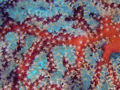 Chironephthya