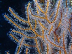 Subergorgia suberosa