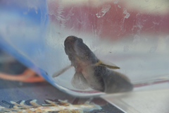 Tridentiger trigonocephalus