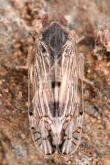 Platycixius calvus
