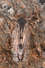 Platycixius calvus