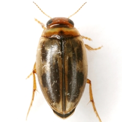 Hygrotus nubilus