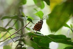 Melinaea lilis imitata