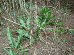 Anthurium paraguayense