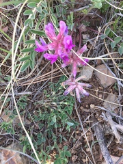Astragalus shortianus
