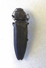 Tibionema abdominalis