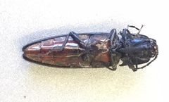 Tibionema abdominalis