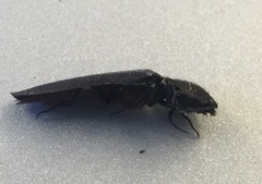 Tibionema abdominalis