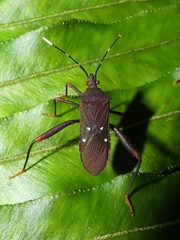 Leptoscelis quadrisignatus image