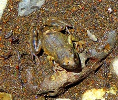 Atelognathus patagonicus