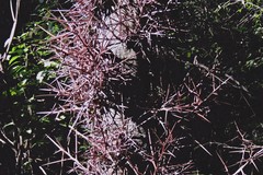 Gleditsia amorphoides