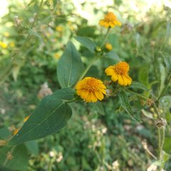 Melampodium divaricatum