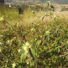 Euphorbia schiedeana
