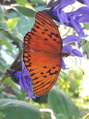 Dione vanillae