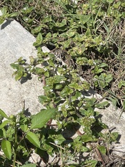 Bombus impatiens image