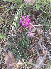 Astragalus shortianus
