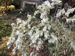 Euphorbia marginata