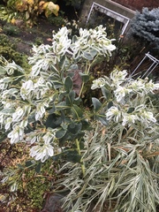 Euphorbia marginata