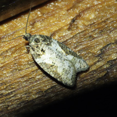 Acleris gloveranus