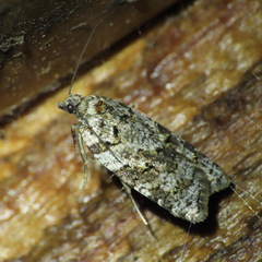 Acleris gloveranus