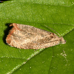Olethreutes corylana