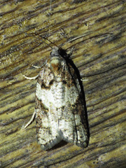 Acleris gloveranus