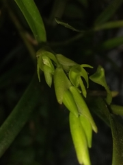 Epidendrum ramosum