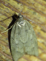 Acleris gloveranus