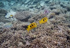 Siganus trispilos