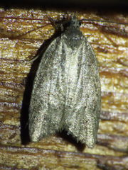 Acleris gloveranus