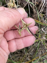 Clematis quadribracteolata