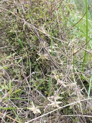 Clematis quadribracteolata