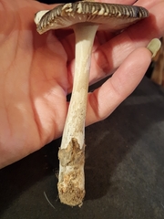 Amanita variicolor
