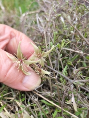 Clematis quadribracteolata