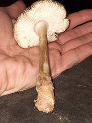 Amanita variicolor