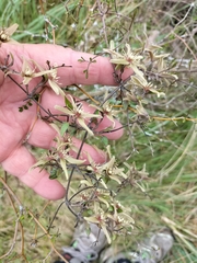 Clematis quadribracteolata