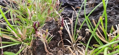 Ceropegia jainii