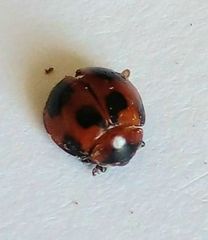 Coccinellidae