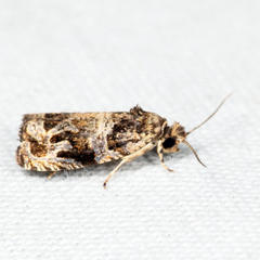 Olethreutes brunneopurpurata