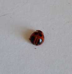 Coccinellidae