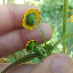 Melampodium divaricatum