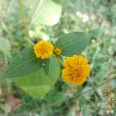 Melampodium divaricatum