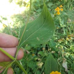 Melampodium divaricatum