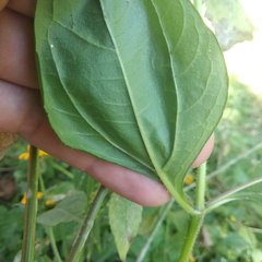 Melampodium divaricatum