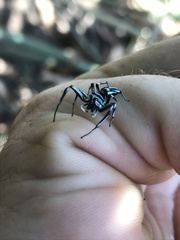 Cosmophasis micarioides