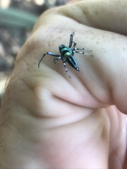 Cosmophasis micarioides