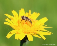 Austroscaeva occidentalis