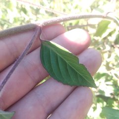 Euphorbia schiedeana