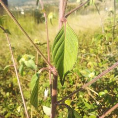 Euphorbia schiedeana