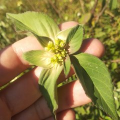 Euphorbia schiedeana